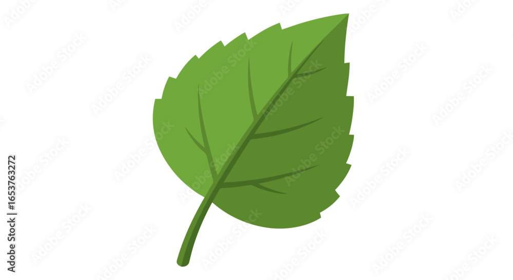 Fototapeta premium Isolated Green Leaf Illustration with Detailed Veins and Serrated Edges Representing Nature, Growth, and Environmental Awareness for Educational and Design Purposes