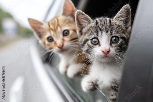Wallpaper Mural Two cute kittens traveling by car Torontodigital.ca