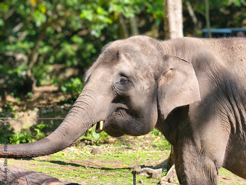 Fototapeta premium Majestic Asian Elephant in Natural Habitat.