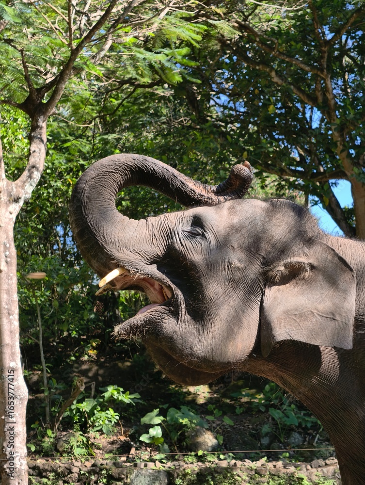 Fototapeta premium Majestic Elephant Reaching Trunk Upwards in Lush Green Forest.