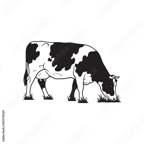 A black and white spotted cow is grazing on grass in a field, isolated on a