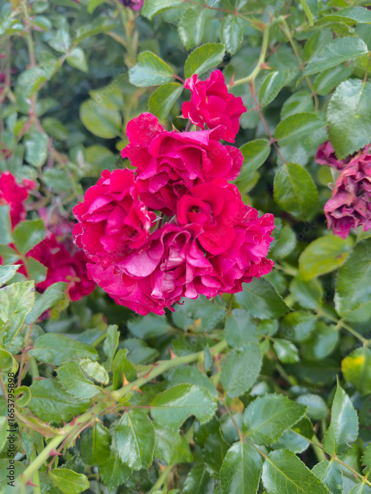 Fototapeta premium A detailed close-up shot of vibrant red roses in full bloom surrounded by lush green leaves. The fresh petals highlight the natural beauty of the flowers, symbolizing romance, love, and elegance. 