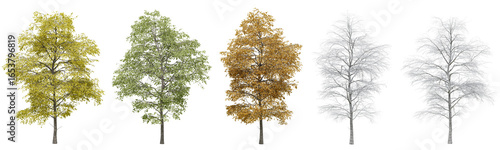 Vászonkép Collection of Black Locust trees with isolated on transparent background