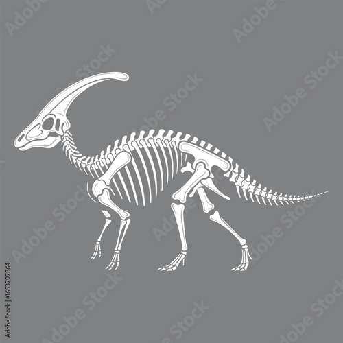 Vector art of parasaurolophus dinosaur skeleton, isolated on grey background
