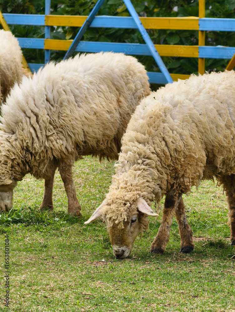 Fototapeta premium Fluffy Sheep Grazing Peacefully in a Green Pasture.