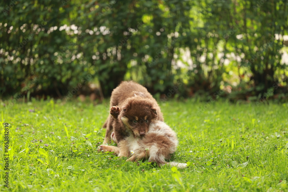 Obraz premium Brown and white dog is playing with a smaller dog in a grassy area