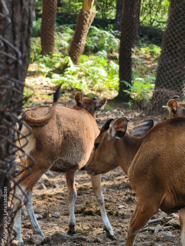 Fototapeta premium Herd of Nilgai Antelopes in a Forested Enclosure.