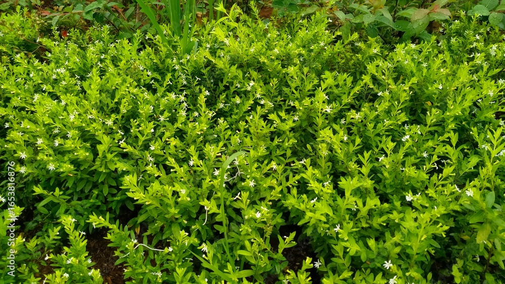 Obraz premium green grass background