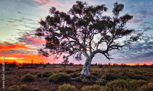 Принти на полотні A lone gum tree stands silhouetted against the soft blush of dawn in Carrieton, South Australia