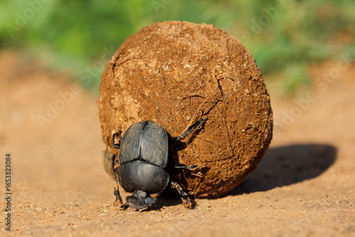 Photos A dung beetle (Kheper lamarcki) rolling its sand covered dung ball, Madikwe game