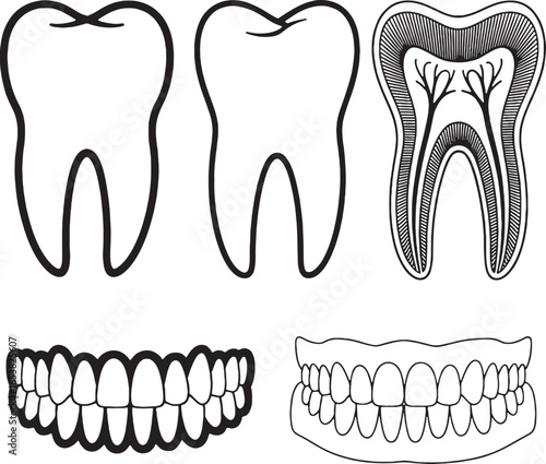 Dental anatomy illustration showing teeth and tooth cross section vector