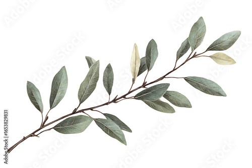 Watercolor olive branch with green leaves on white background