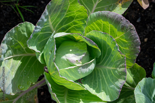 Closeup of cabbage growing in garden Kumla Sweden