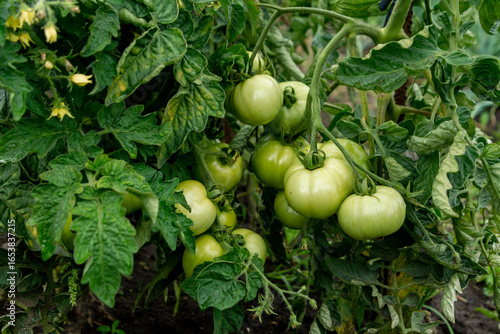 Green unripe tomatoes among the leaves in the summer garden. Close up