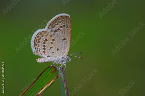Closeup of a GreyishBrown Butterfly on a Green Blade of Grass.