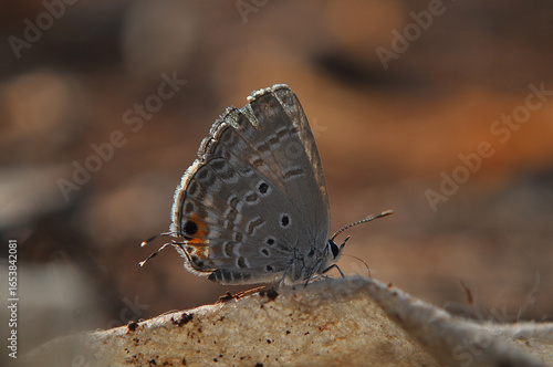 Closeup of a GreyishBlue Butterfly on a Leaf.