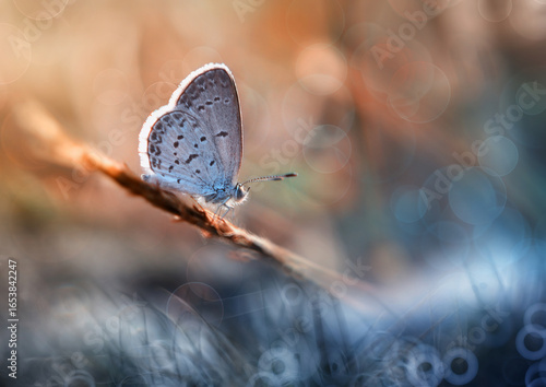 Delicate Blue Butterfly on Twig Soft Bokeh Background.