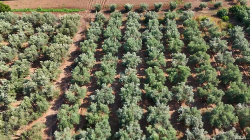 A stunning 4K aerial video of a large eucalyptus or olive tree plantation with the trees planted in perfect symmetrical rows creating a beautiful and organized agricultural landscape