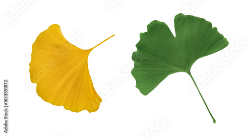 Green and Yellow Ginkgo Leaves on White Background