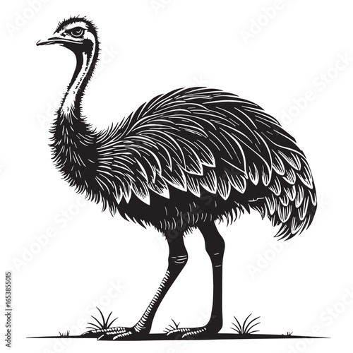 black ostrich Silhouette Vector, High Quality Illustration on White Background
