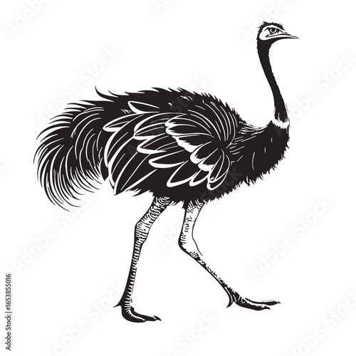 black ostrich Silhouette Vector, High Quality Illustration on White Background