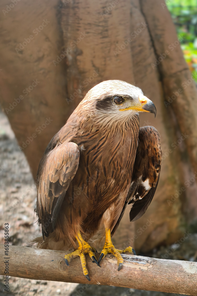 Fototapeta premium Majestic Brown Eagle Perched on a Branch.