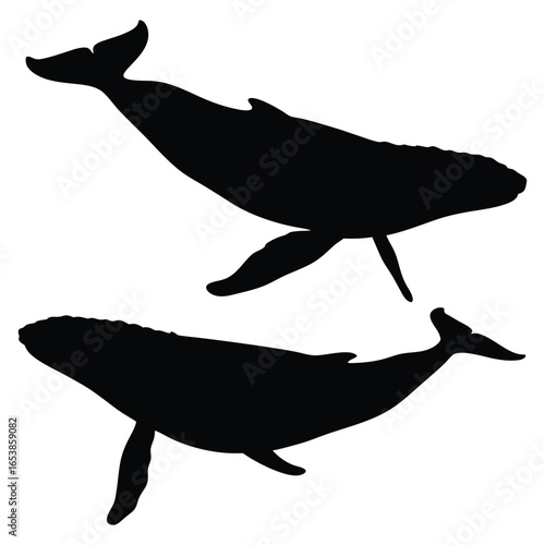 Two humpback whales swim elegantly in a monochrome silhouette against a transparent background