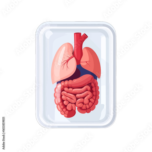 Pixelated Human Lungs and Intestines Set in Clear Container Medical Illustration for Educational Purposes with a White Isolated Background