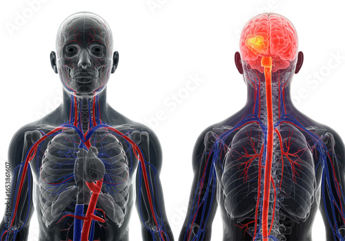 Anatomical illustration showcasing the human body's circulatory and nervous systems, highlighting the brain.