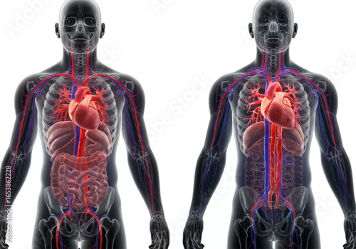 Two detailed 3D renderings of the human male body showing the intricate circulatory system with heart, arteries, and veins.