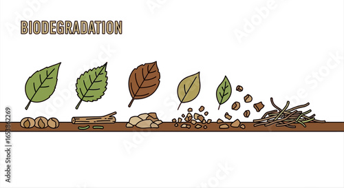 Depicting the biodegradation process of leaves and organic material breaking down from fresh leaves to compost on brown soil ideal to illustrate environmental science and natural decomposition.