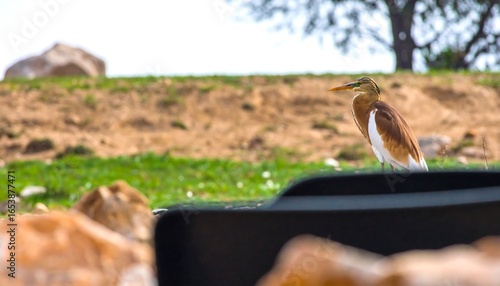 Bird perched on a hilltop