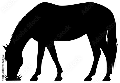 Horse runs quickly and plays with foal in open field gallops elegantly