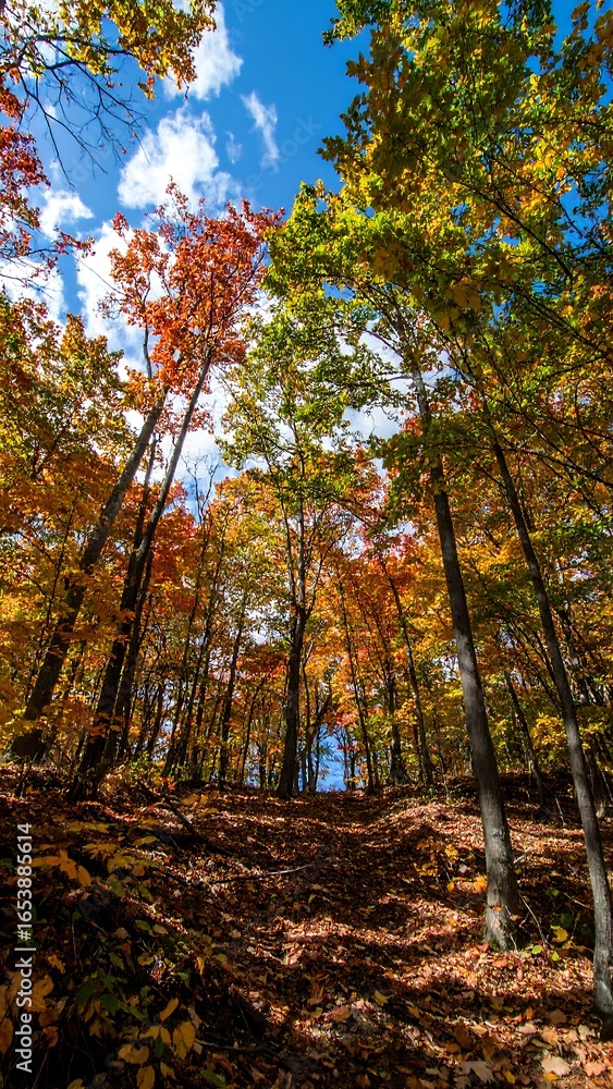 Fototapeta premium Autumn forest canopy (1)