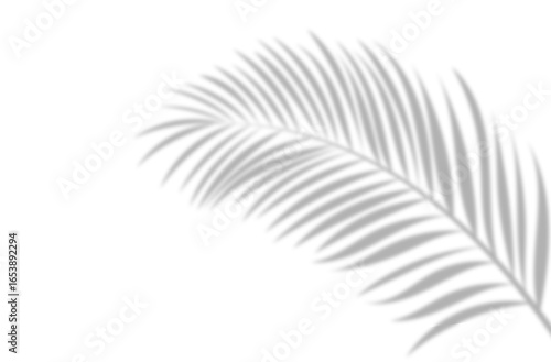 Shadow of palm tree branch on white background