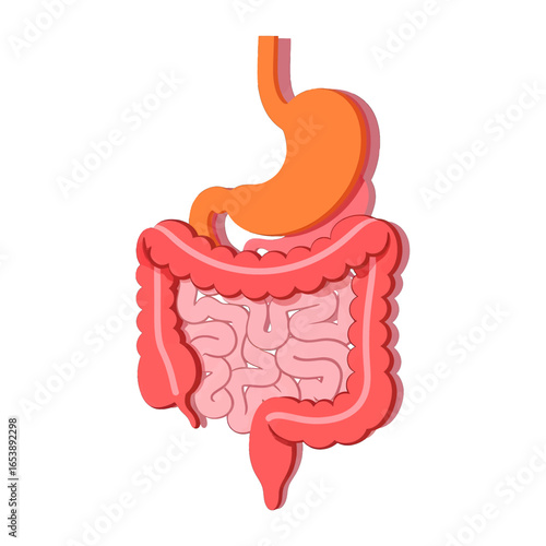 Human Digestive System Illustrative Diagram Showing Stomach Intestines and Esophagus on White Background