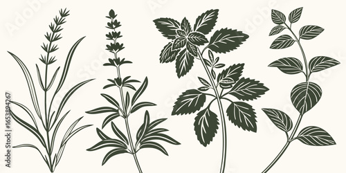 Realistic Vector Silhouette of Various Herbs – Mint, Basil, and Thyme with Distinct Leaf Shapes