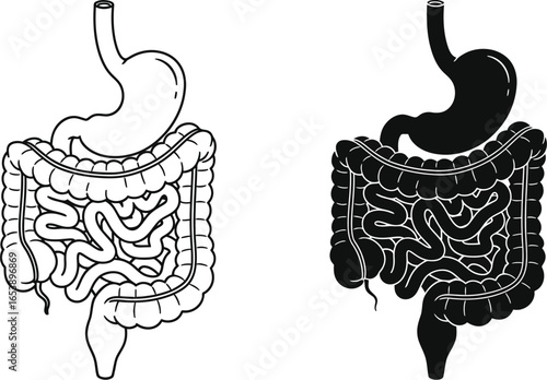 Human digestive system illustration stomach and intestines