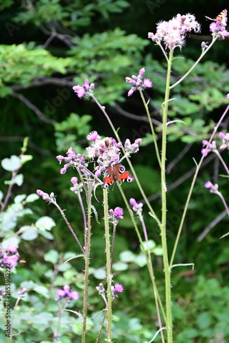 wild flowers in the field