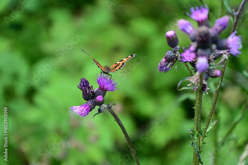 Butterfly on a purple thistle flower in the garden.