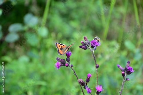 butterfly on a flower