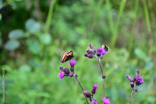 Butterfly on a purple thistle flower in the garden.