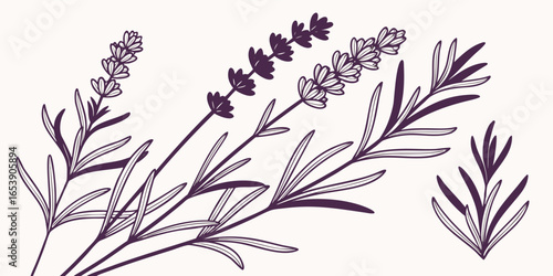 Stylized Vector Silhouette of Rosemary Sprigs and Lavender Stems – Minimalist Botanical Design with Needle Leaves and Flower Buds