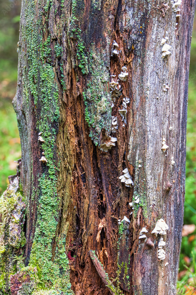 Fototapeta premium Fungus and lichen on an old rotten tree trunk