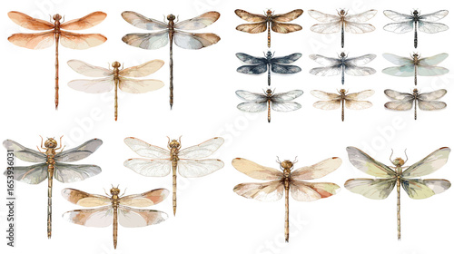 Elegant dragonfly watercolor set in natural earthy tones. Great for botanical art, vintage designs, and calm nature illustrations.