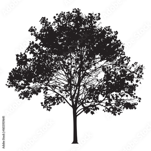 Mature Maple Tree Silhouette Vector, a detailed, single silhouette of a mature maple tree with dense foliage, perfect for landscape and nature-themed designs.