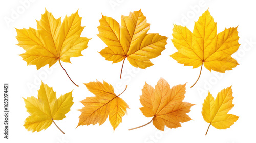 Yellow maple leaves isolated on transparent background with autumn colors and veins