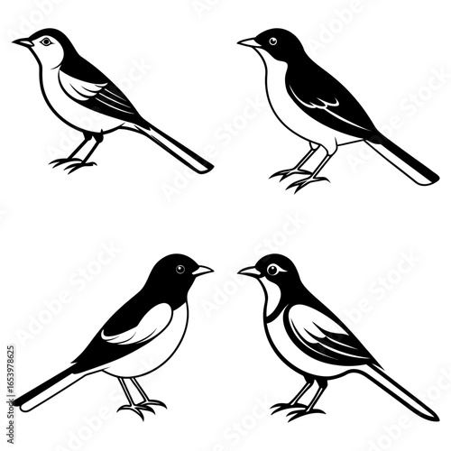 Four black and white birds in various poses with detailed feather markings and distinct beak shapes seen