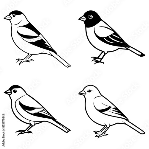 Four outlined bullfinches in different poses with varying head colorations on a white background
