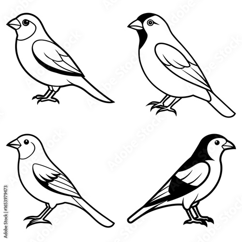 Wallpaper Mural Four outlined birds in different poses with varying black markings on a white background drawing style Torontodigital.ca